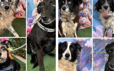 Noi cazuri de animale salvate: 14 câini din Sectorul 5, fără mâncare
