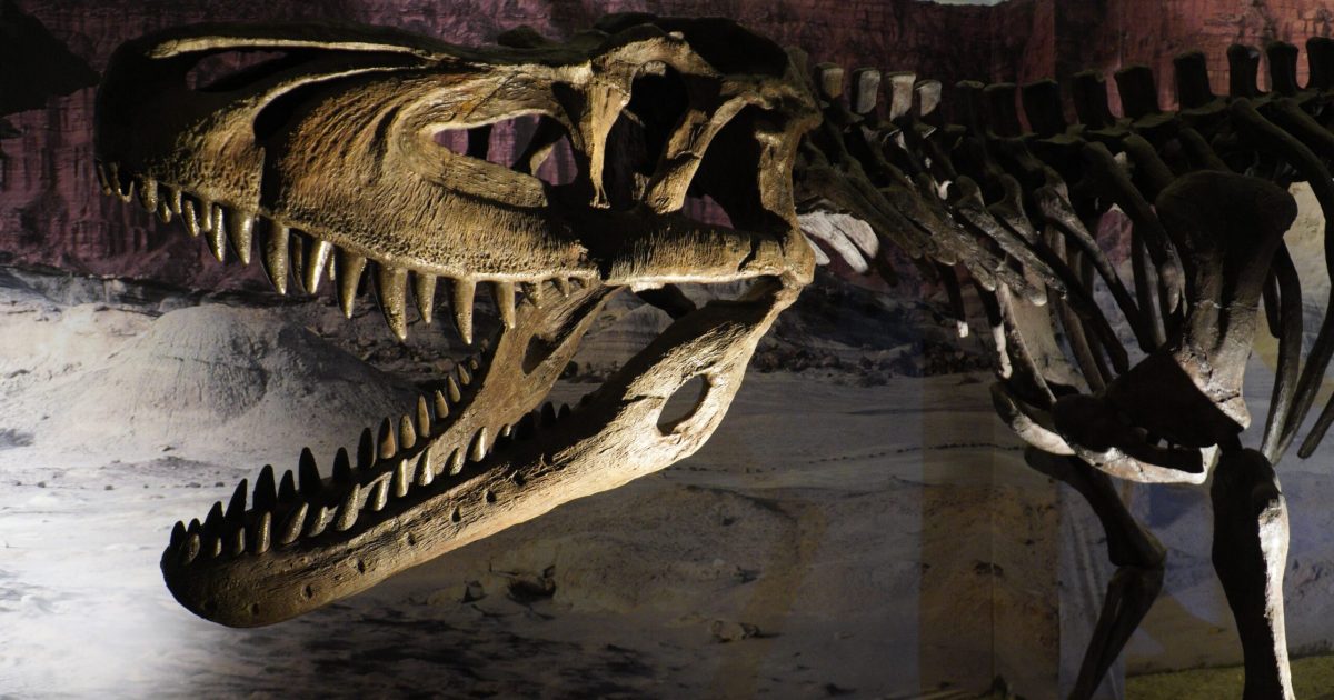 Tyrannosaurus rex vechi de 67 milioane de ani, scos la licitație