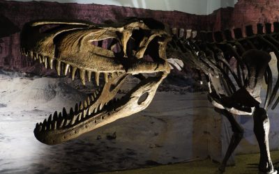 Tyrannosaurus rex vechi de 67 milioane de ani, scos la licitație