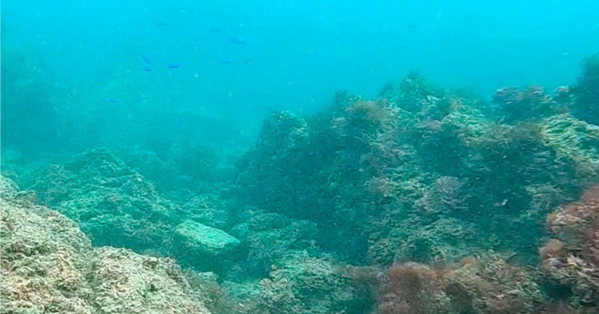Acidifierea oceanelor: Peștii de recif, afectați de schimbări