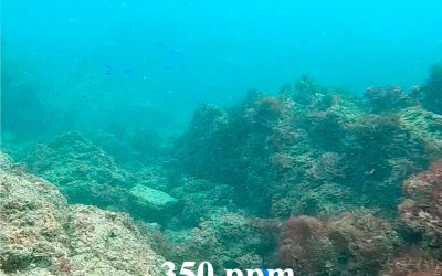 Acidifierea oceanelor: Peștii de recif, afectați de schimbări