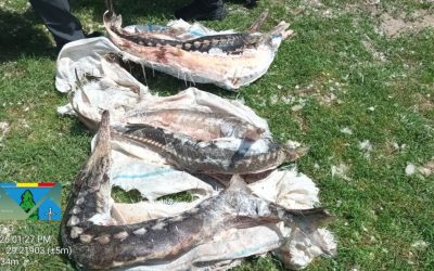 Delta sub asediu: Sturioni ascunși, deversări suspecte și amenzi usturătoare