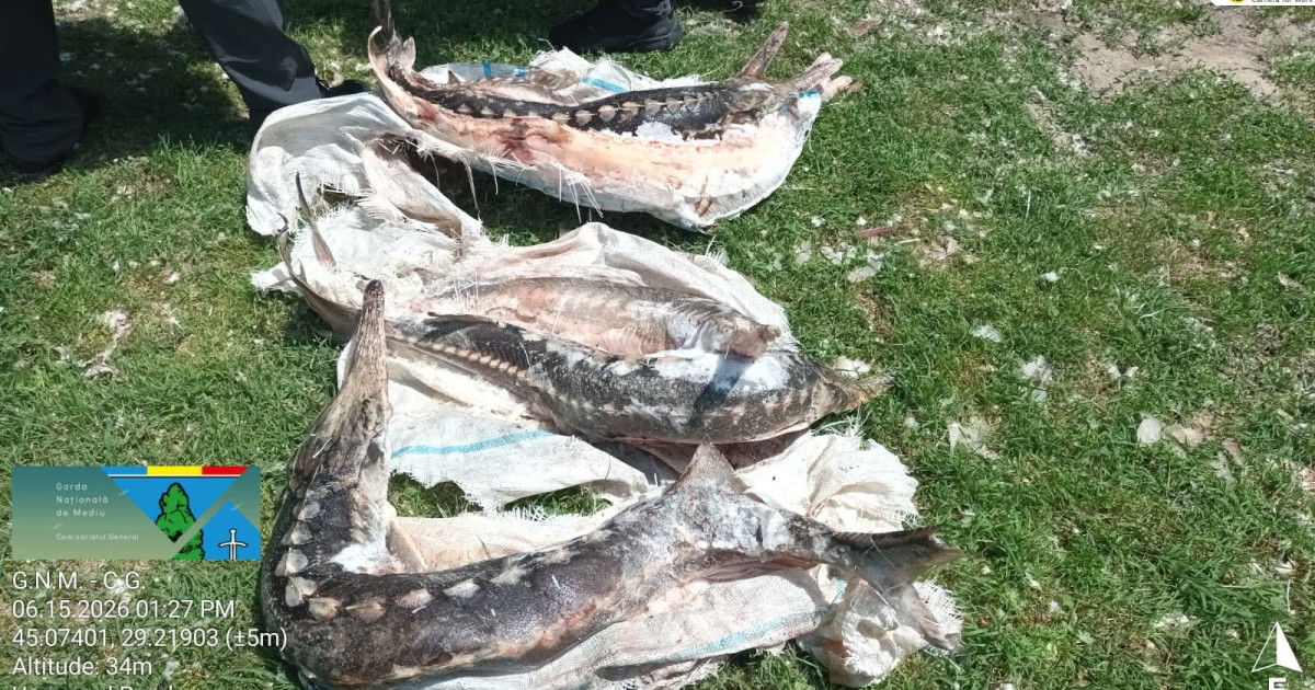 Delta sub asediu: Sturioni ascunși, deversări suspecte și amenzi usturătoare