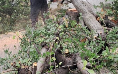 Furtună devastatoare: Copaci rupți, mașini distruse în șase județe