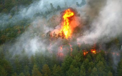 Fontainebleau: Pădurea emblematică arde lângă Paris
