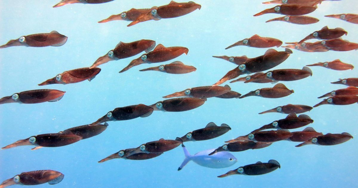 Oceanele fierbinți: August a rupt toate recordurile de temperatură