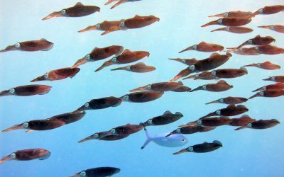 Oceanele fierbinți: August a rupt toate recordurile de temperatură