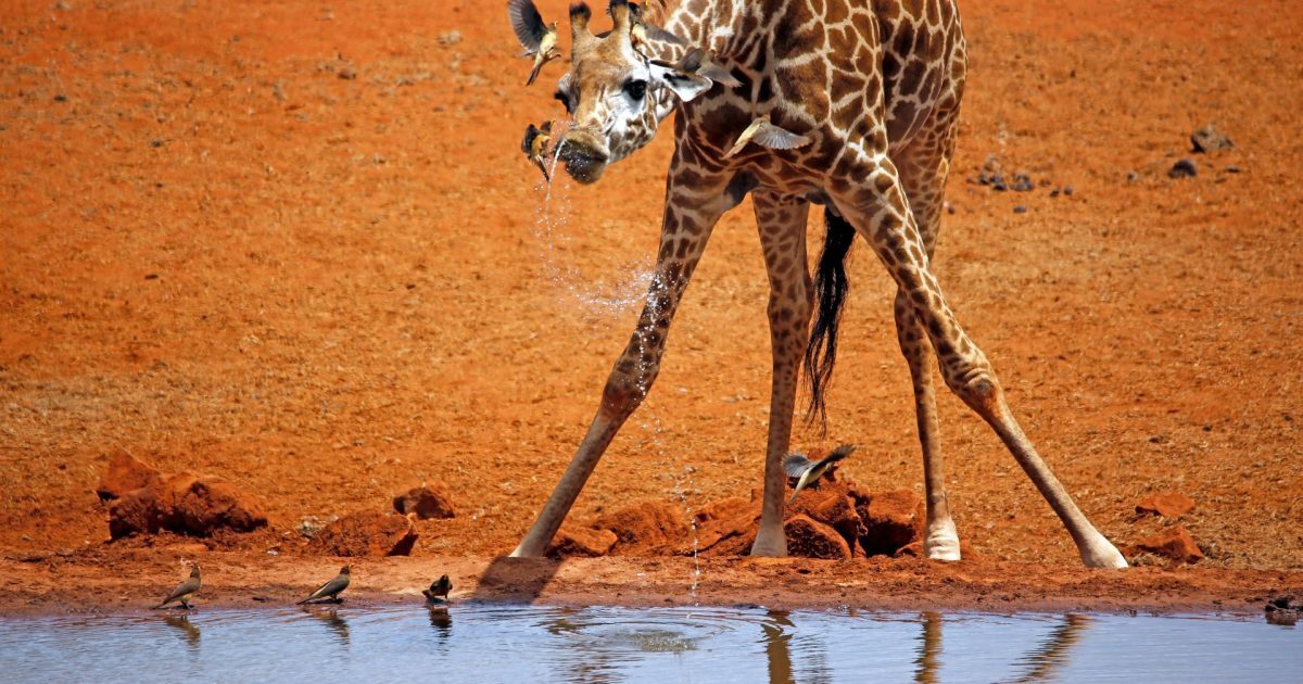 Girafe: Cât de înalte sunt când vin pe lume?