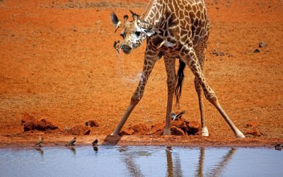 Girafe: Cât de înalte sunt când vin pe lume?