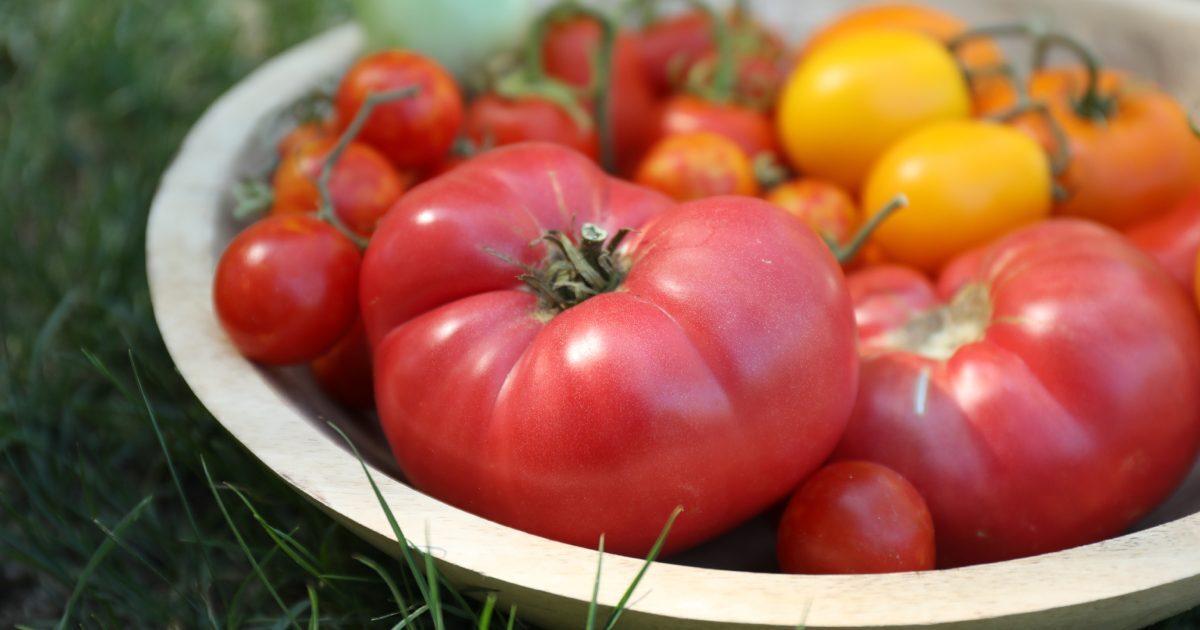 Roșiile în august: Sfatul lui Monty Don pentru randament maxim