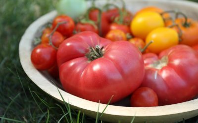 Roșiile în august: Sfatul lui Monty Don pentru randament maxim