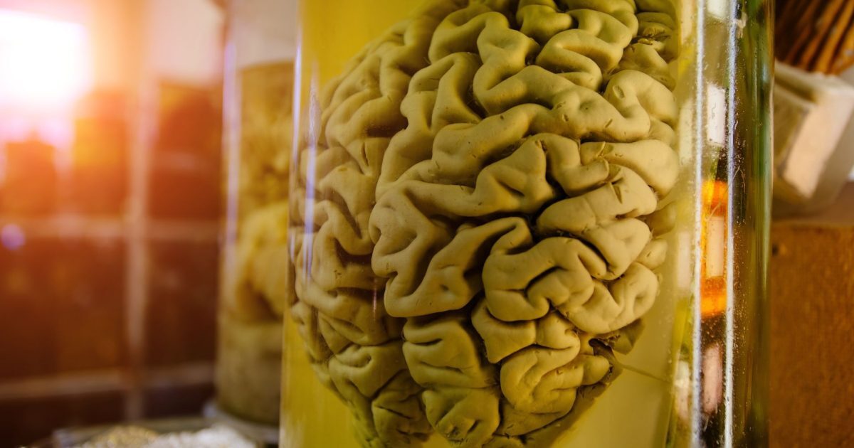 Creier vechi de 10.000 de ani, intact: Misterul conservării