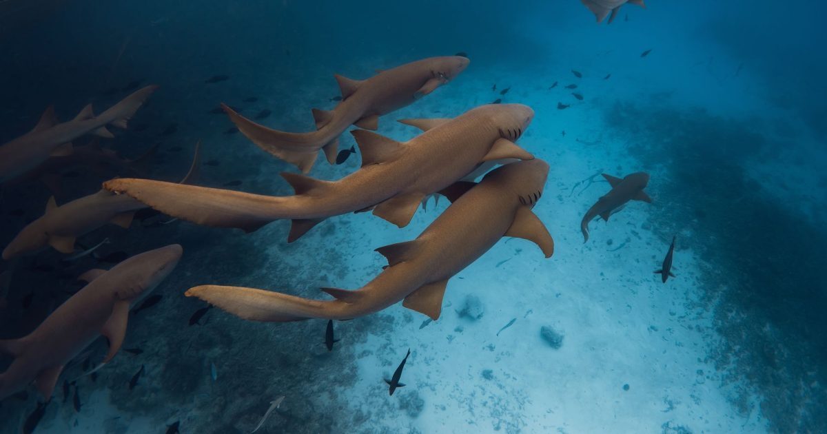Oceanele, fierbinți ca niciodată în iulie