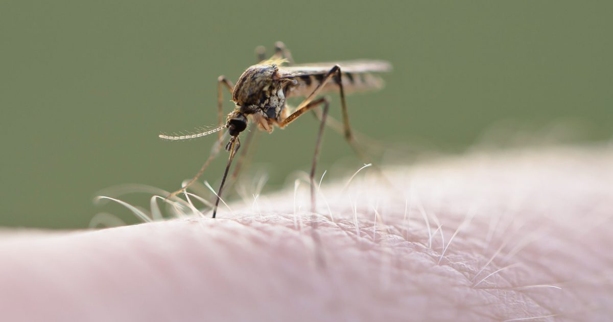 West Nile: Europa în alertă. Cum e în România