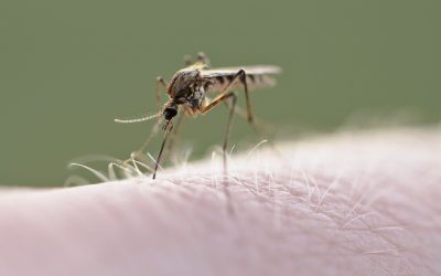 West Nile: Europa în alertă. Cum e în România