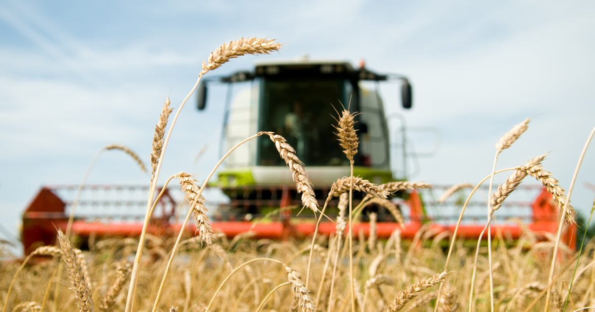 2026: An agricol bun, dar de ce nu-l vedem pe rafturi