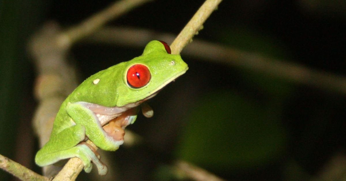 Broască din Costa Rica: O descoperire șocantă