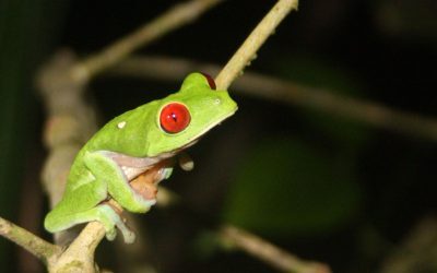 Broască din Costa Rica: O descoperire șocantă