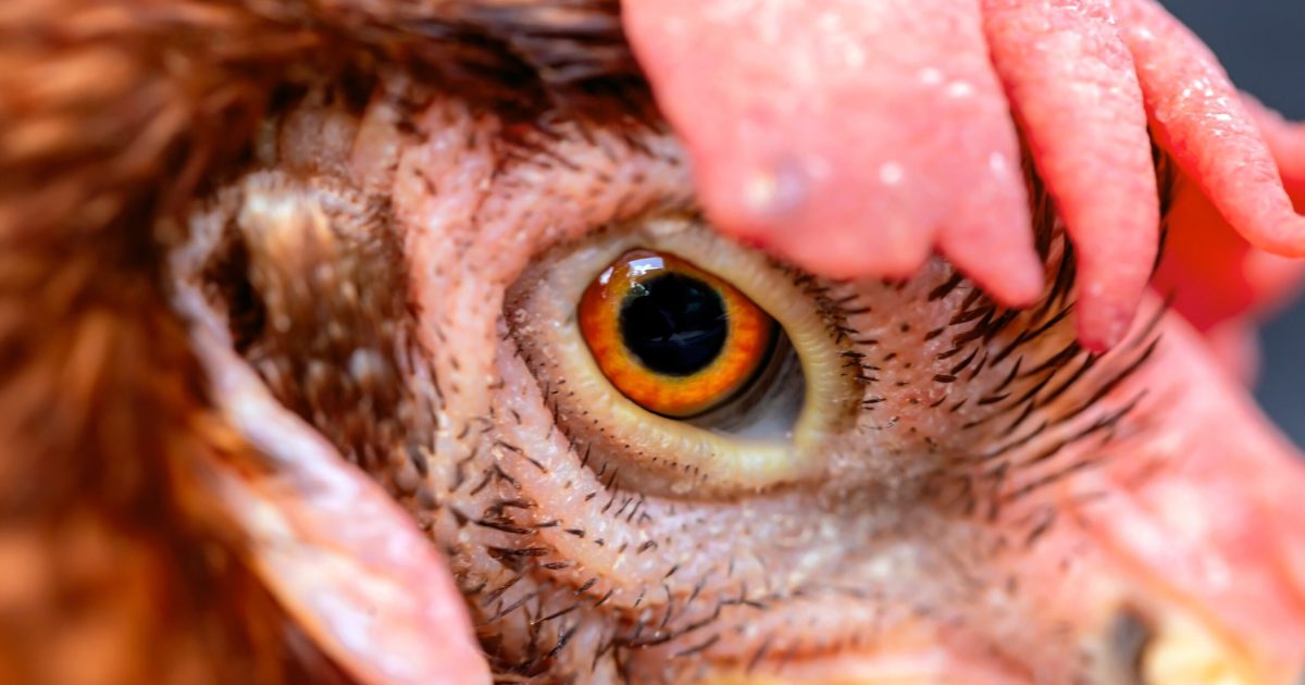 Ferme de pui: Noi bacterii periculoase apar din cauza industriilor