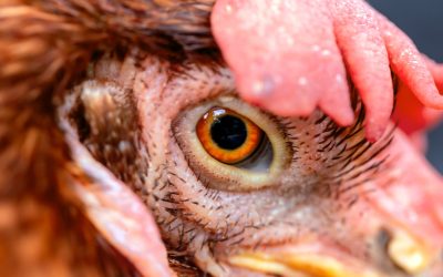 Ferme de pui: Noi bacterii periculoase apar din cauza industriilor