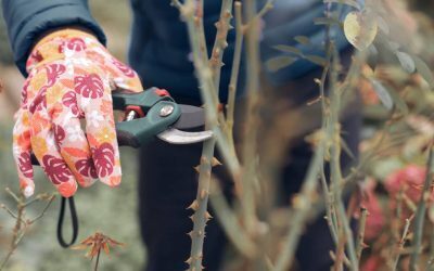 Grădina după caniculă: Salvează plantele și pregătește toamna