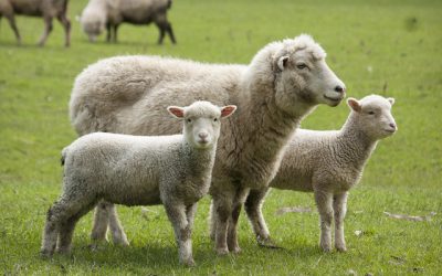 INS: Creștere la sacrificări animale în iunie față de mai, scădere la oi/capre față de 2025