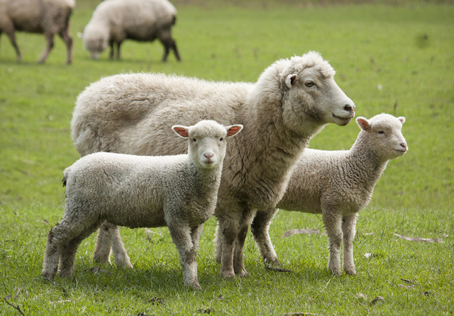 INS: Creștere la sacrificări animale în iunie față de mai, scădere la oi/capre față de 2025
