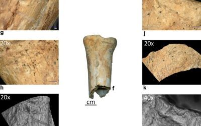 Neandertalienii: Primele unelte din os, confirmate istoric