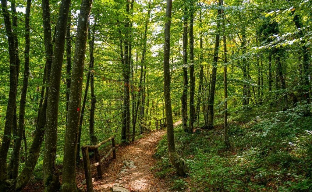 Mama l-a dezbrăcat pe copil în pădure. Ce a urmat e șocant