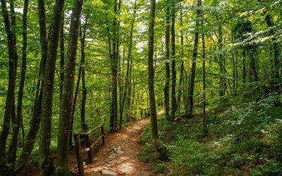 Mama l-a dezbrăcat pe copil în pădure. Ce a urmat e șocant
