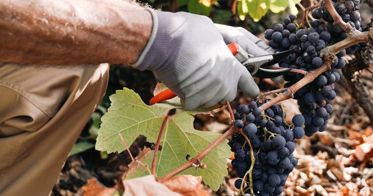 Fumul de la incendii, pericol pentru vinul Franței. Ce spun viticultorii
