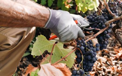 Fumul de la incendii, pericol pentru vinul Franței. Ce spun viticultorii