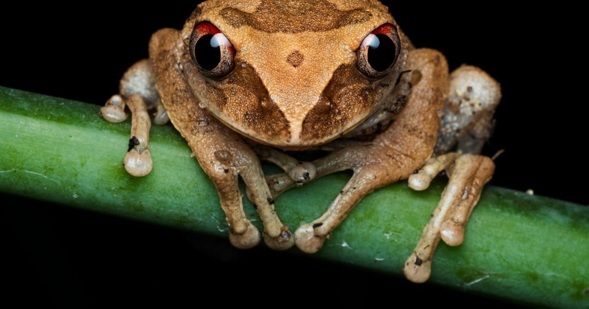 Broscuță-cafea, descoperire șocantă în Costa Rica