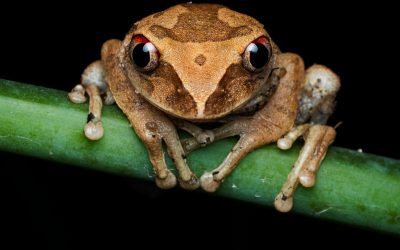 Broscuță-cafea, descoperire șocantă în Costa Rica