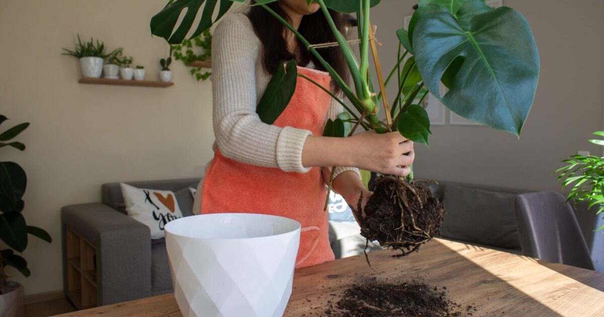 Planta ta cere ajutor: E gata de ghiveci nou