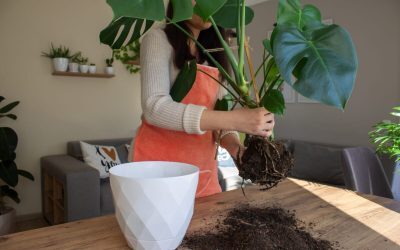 Planta ta cere ajutor: E gata de ghiveci nou