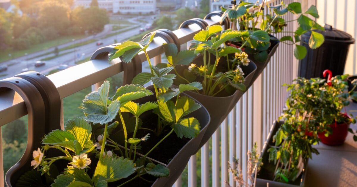 Plantele tale, fericite în concediu: Solutii simple pentru 2 saptamani