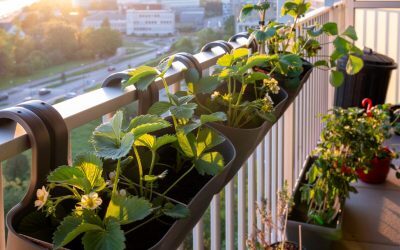 Plantele tale, fericite în concediu: Solutii simple pentru 2 saptamani