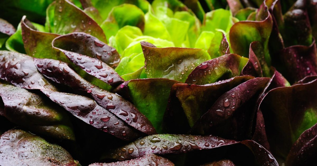 Proteina din carne, acum în salata verde: Premieră mondială