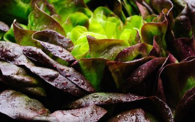 Proteina din carne, acum în salata verde: Premieră mondială