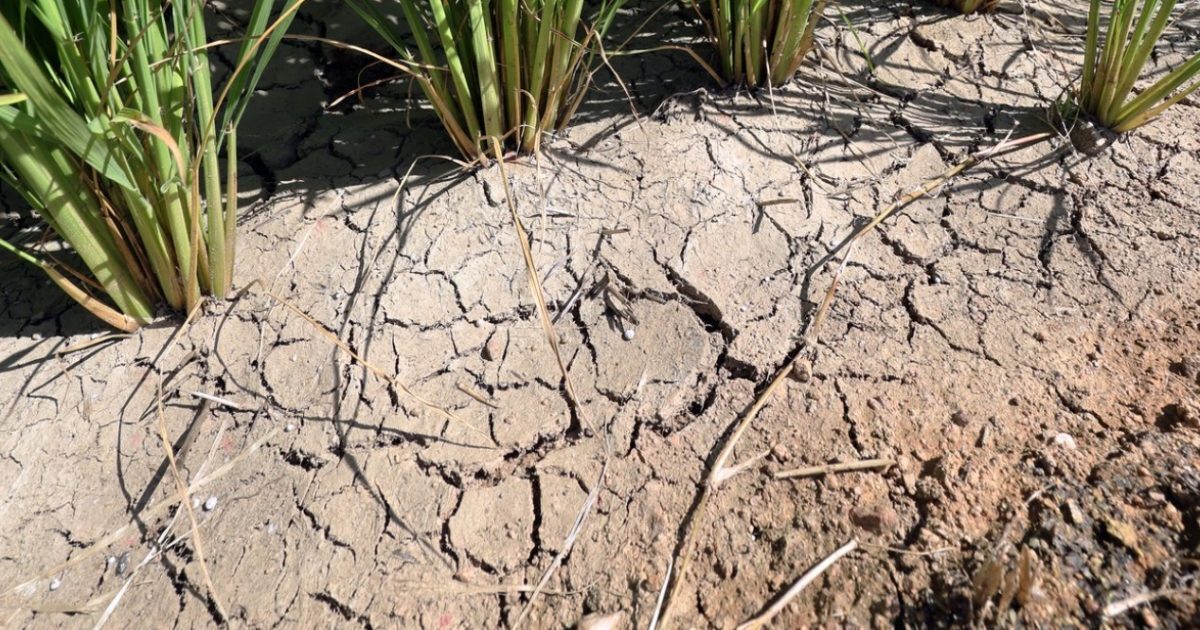 Cartofii fierb în pământ: O problemă agricolă majoră