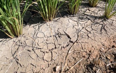 Cartofii fierb în pământ: O problemă agricolă majoră