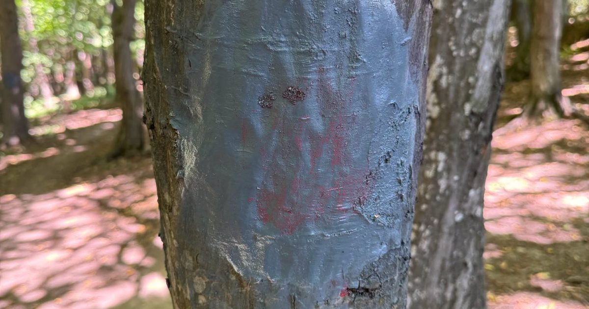 Pădure vandalizată: Traseu pentru dizabili, distrus