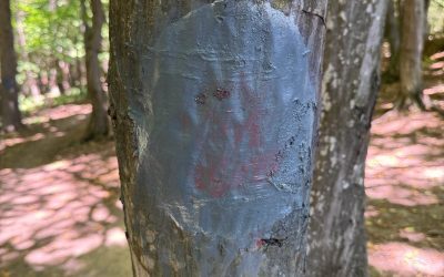 Pădure vandalizată: Traseu pentru dizabili, distrus