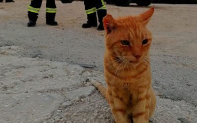 Garfield s-a alăturat pompierilor români din Grecia