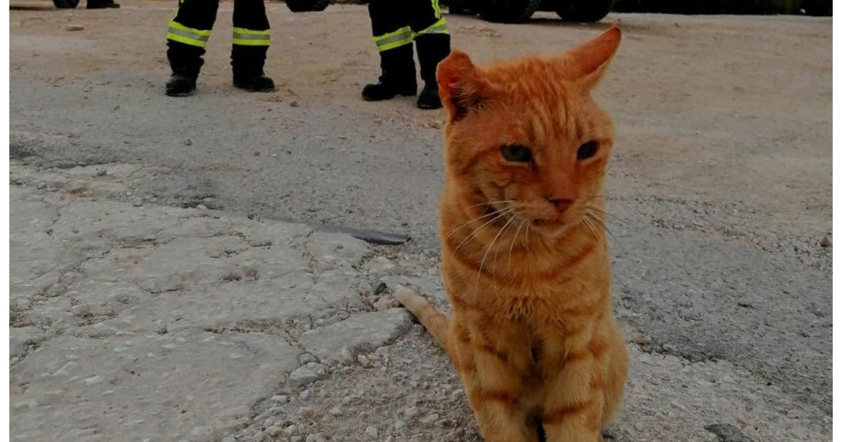 Garfield s-a alăturat pompierilor români din Grecia