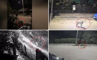 Lupi în curți: Satul trăiește în teroare, animalele ucid câinii de pază
