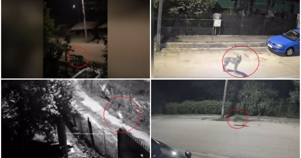 Lupi în curți: Satul trăiește în teroare, animalele ucid câinii de pază