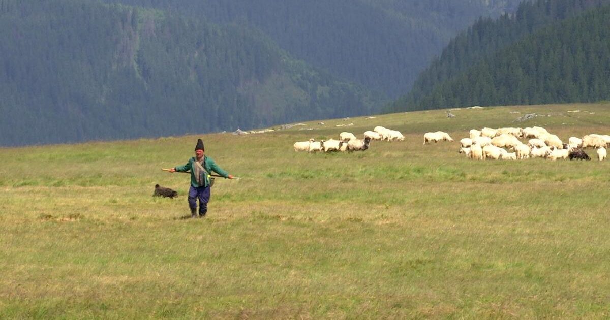 Carpații pierd floarea alpină, invadați de plante inferioare