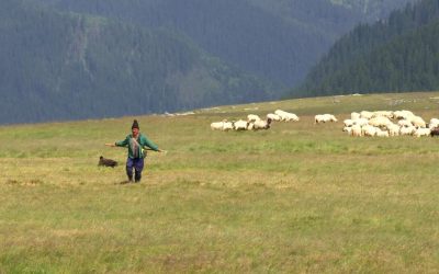 Carpații pierd floarea alpină, invadați de plante inferioare